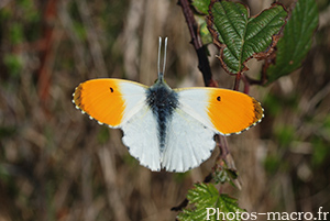 Anthocharis cardamines